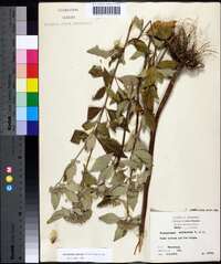 Pycnanthemum albescens image