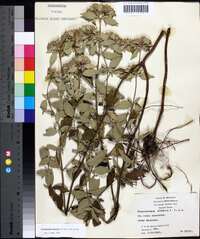 Pycnanthemum albescens image