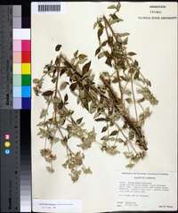 Pycnanthemum albescens image