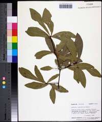 Quercus laurifolia image