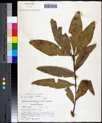 Quercus laurifolia image