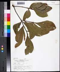 Quercus laurifolia image