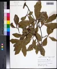 Quercus laurifolia image