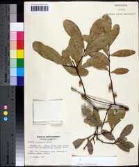 Quercus laurifolia image