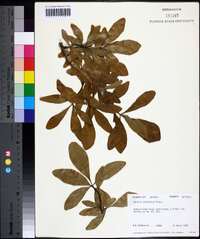 Quercus laurifolia image