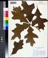 Quercus lyrata image