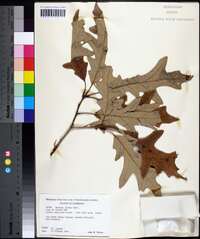 Quercus lyrata image