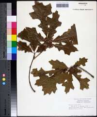 Quercus lyrata image