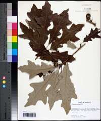 Quercus lyrata image