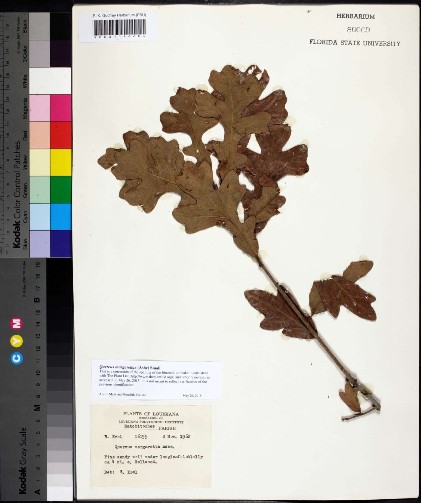 Quercus margarettiae image