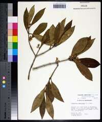 Osmanthus americanus image