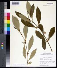 Osmanthus americanus image