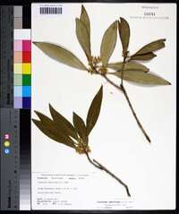 Osmanthus americanus image