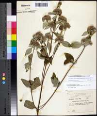 Pycnanthemum pycnanthemoides image