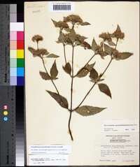 Pycnanthemum pycnanthemoides image