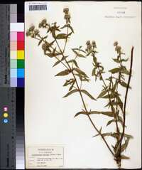 Pycnanthemum muticum image