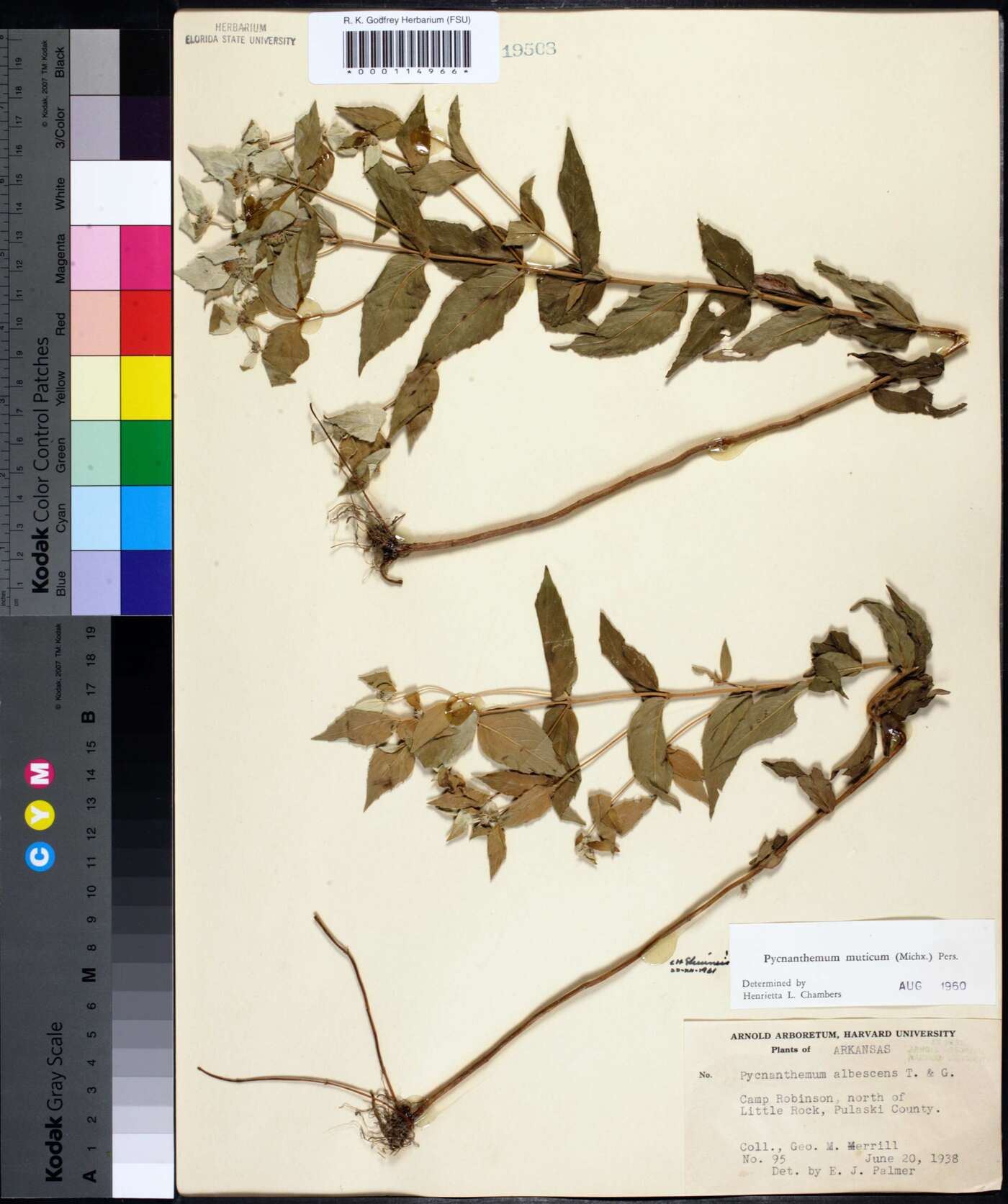 Pycnanthemum muticum image