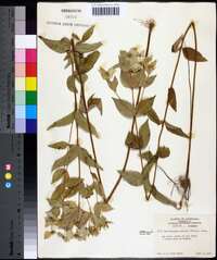 Pycnanthemum muticum image