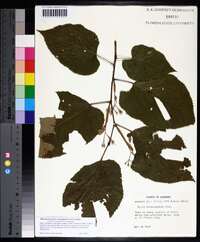 Tilia americana var. heterophylla image