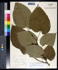 Tilia americana var. heterophylla image