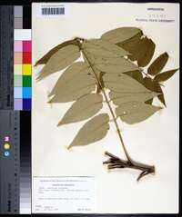 Ailanthus altissima image