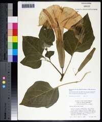 Brugmansia suaveolens image