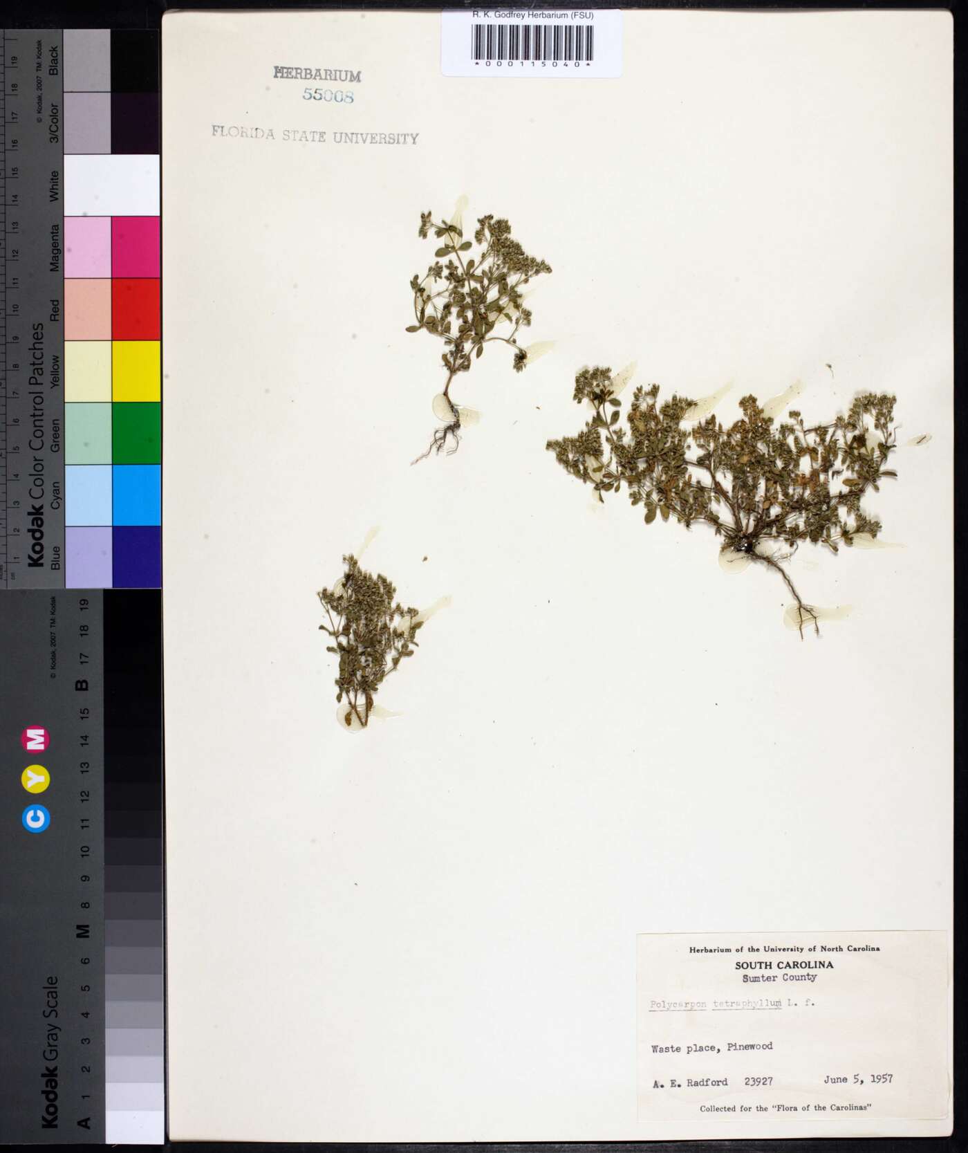 Polycarpon image