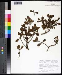 Phoradendron leucarpum subsp. tomentosum image