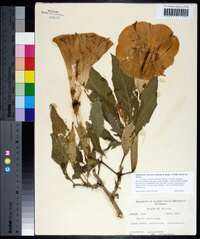 Brugmansia suaveolens image