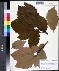 Quercus montana image