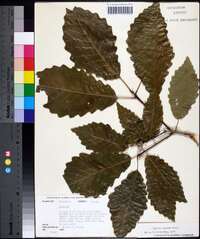 Quercus montana image