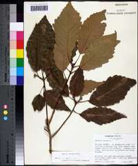 Quercus montana image