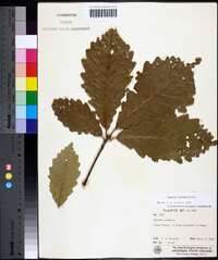 Quercus montana image