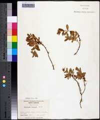 Hypericum buckleii image