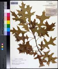 Quercus palustris image