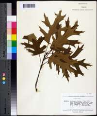 Quercus palustris image