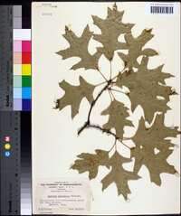 Quercus palustris image