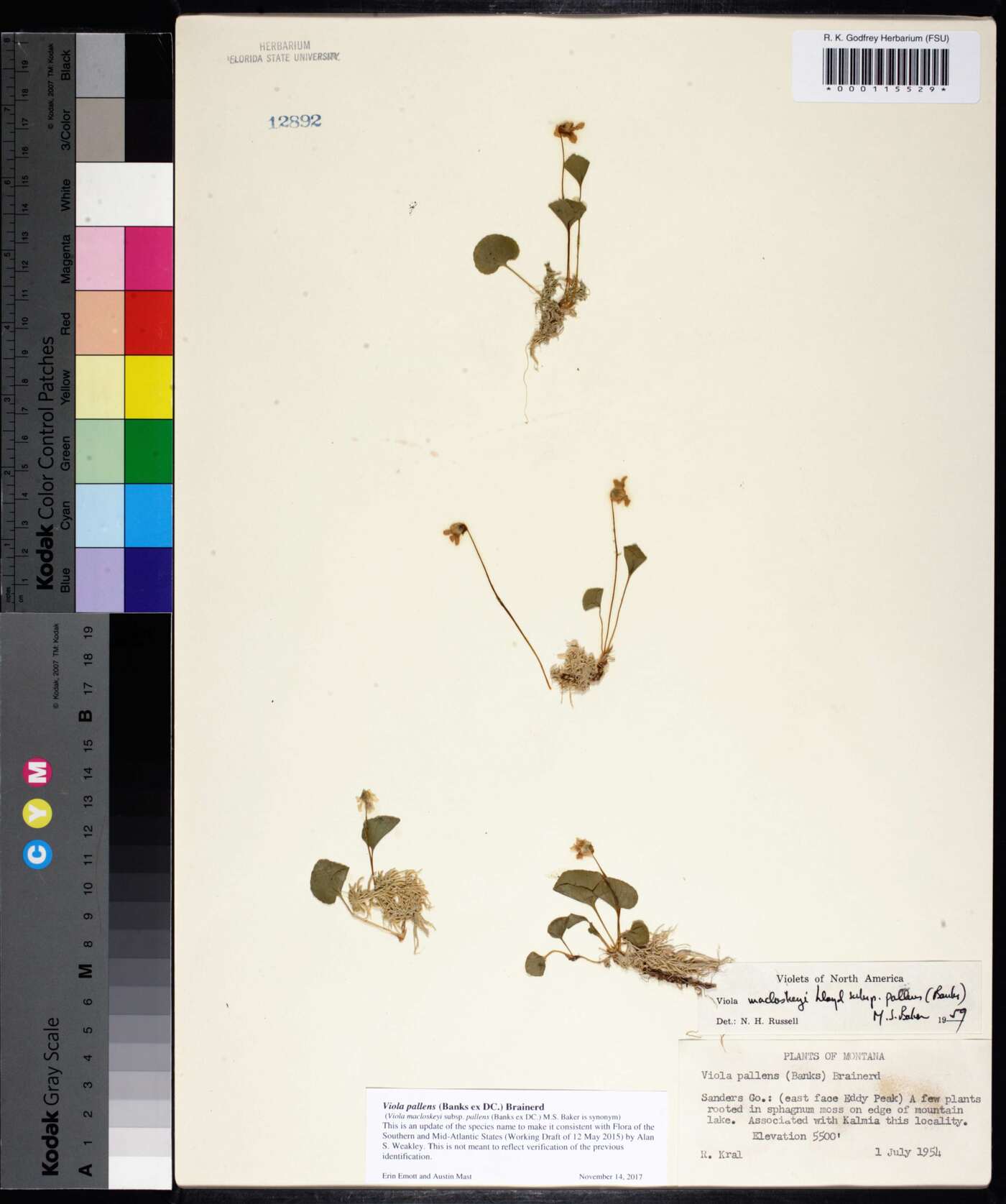 Viola pallens image