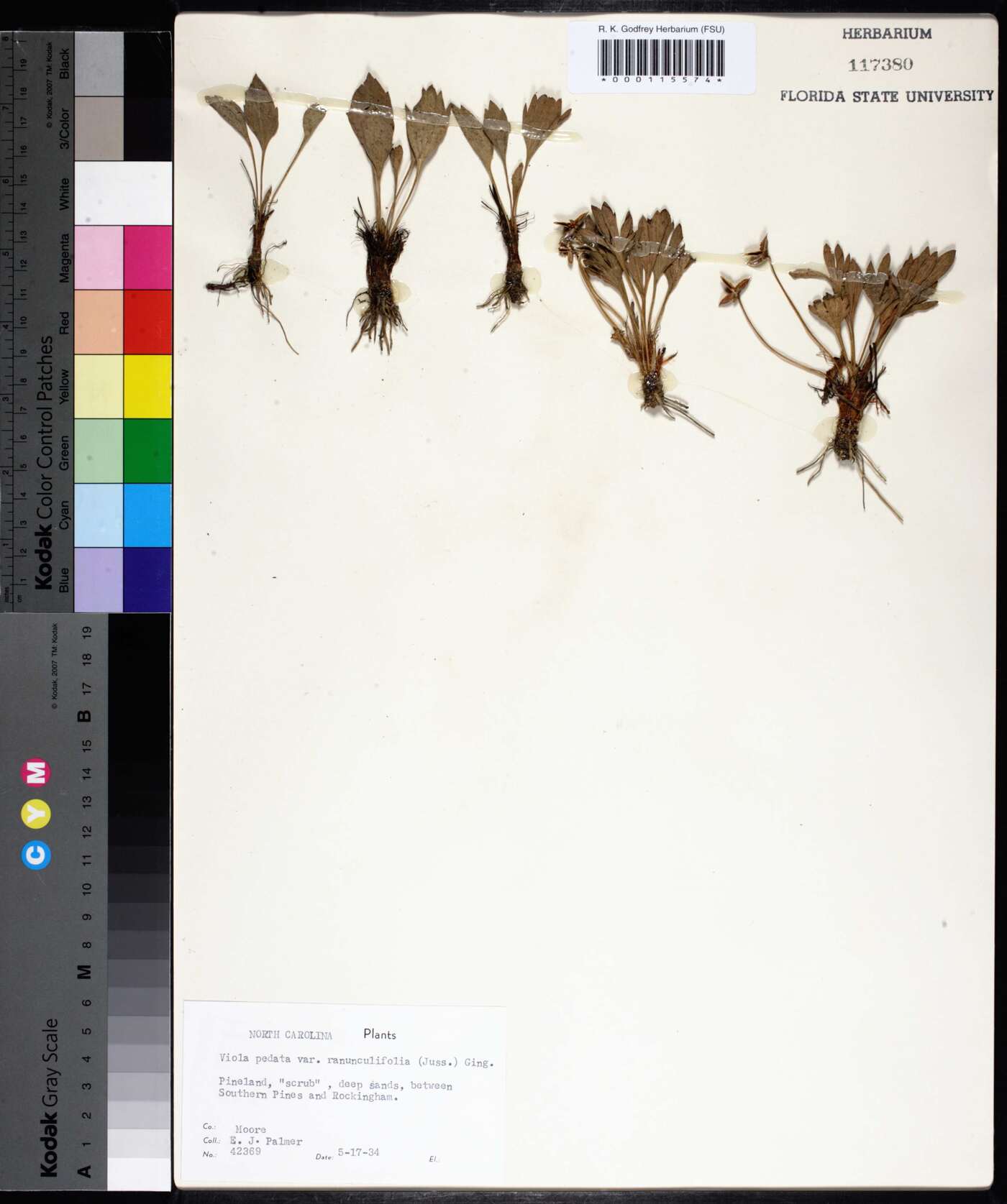 Viola pedata var. ranunculifolia image