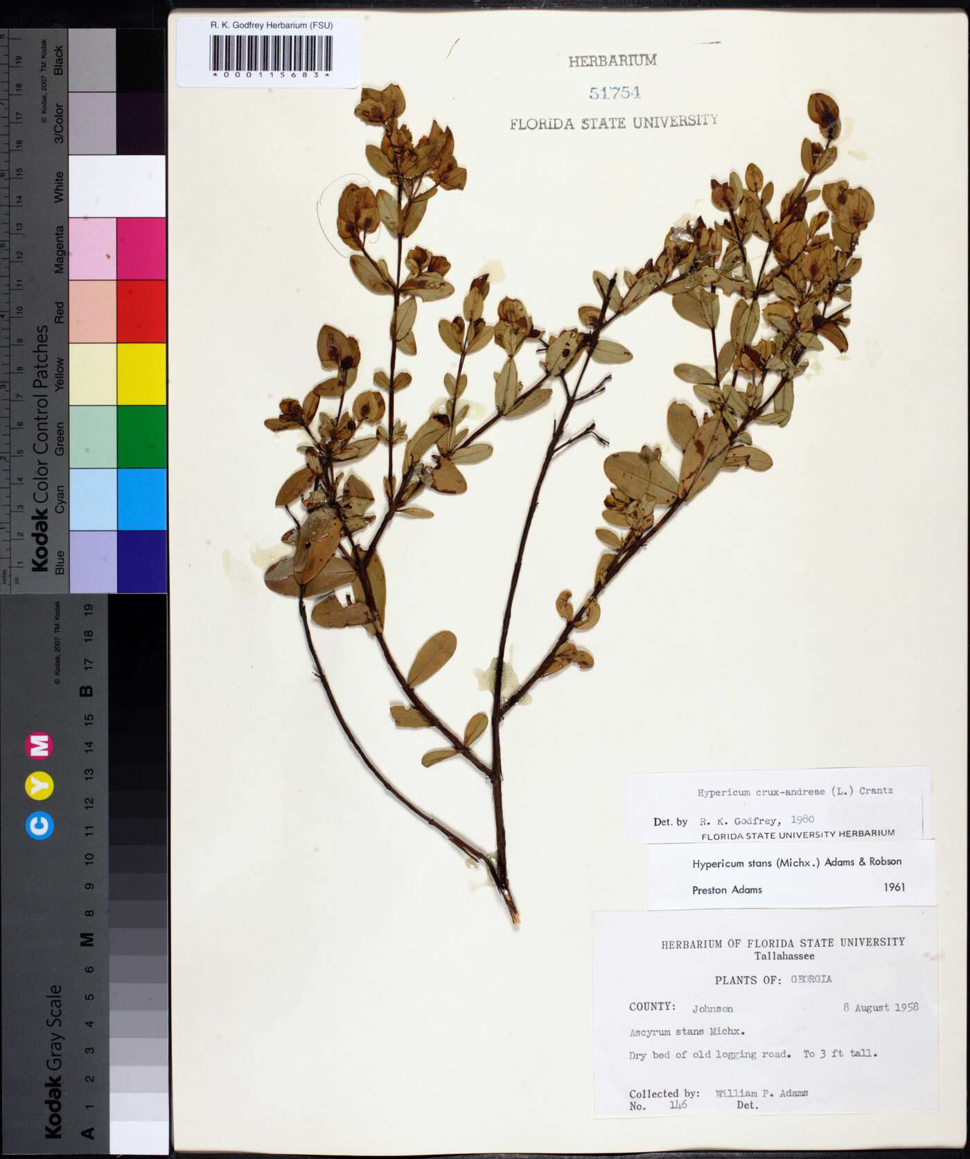 Hypericum crux-andreae image