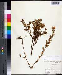 Hypericum crux-andreae image