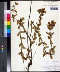 Hypericum crux-andreae image