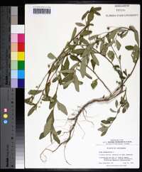 Sida rhombifolia image