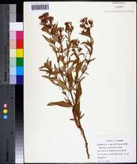 Hypericum densiflorum image