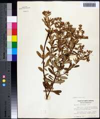 Hypericum densiflorum image