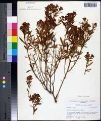 Hypericum densiflorum image