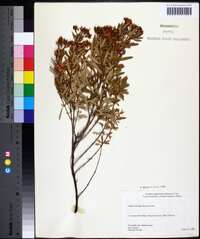 Hypericum densiflorum image