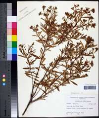 Hypericum densiflorum image