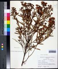 Hypericum densiflorum image