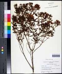 Hypericum densiflorum image